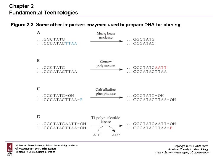 Chapter 2 Fundamental Technologies Figure 2. 3 Some other important enzymes used to prepare