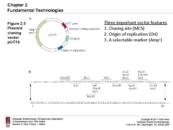 Chapter 2 Fundamental Technologies Figure 2. 5 Plasmid cloning vector p. UC 19 Molecular