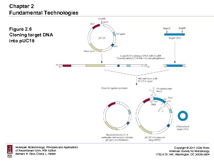 Chapter 2 Fundamental Technologies Figure 2. 6 Cloning target DNA into p. UC 19