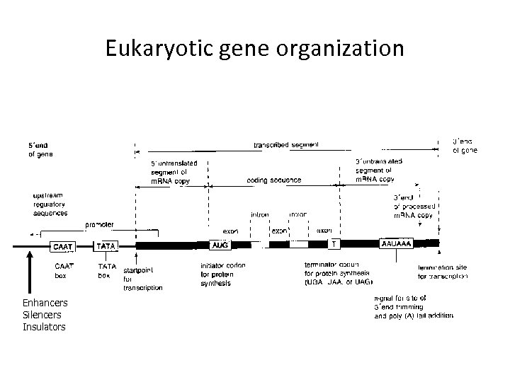 Eukaryotic gene organization Enhancers Silencers Insulators 
