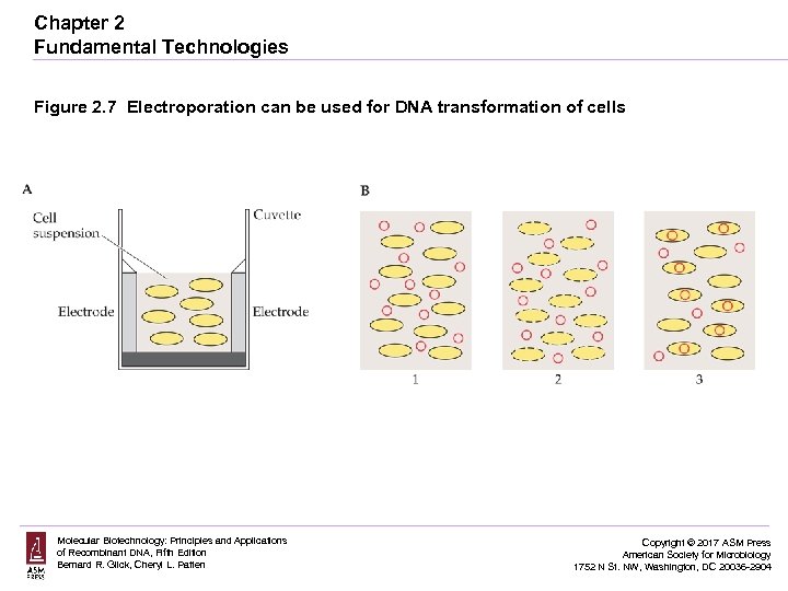 Chapter 2 Fundamental Technologies Figure 2. 7 Electroporation can be used for DNA transformation