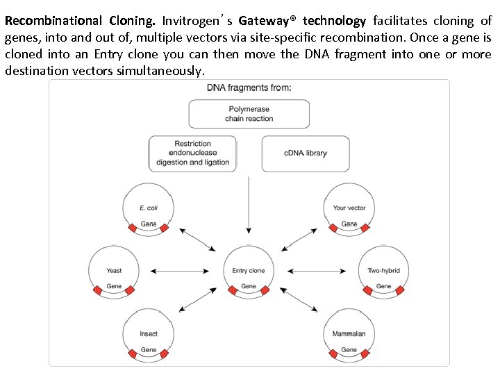 Recombinational Cloning. Invitrogen’s Gateway® technology facilitates cloning of genes, into and out of, multiple