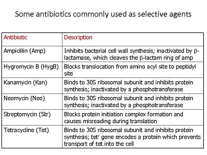 Some antibiotics commonly used as selective agents Antibiotic Description Ampicillin (Amp) Inhibits bacterial cell