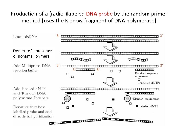 Production of a (radio-)labeled DNA probe by the random primer method [uses the Klenow