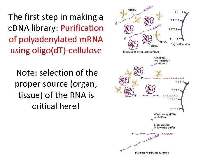 The first step in making a c. DNA library: Purification of polyadenylated m. RNA