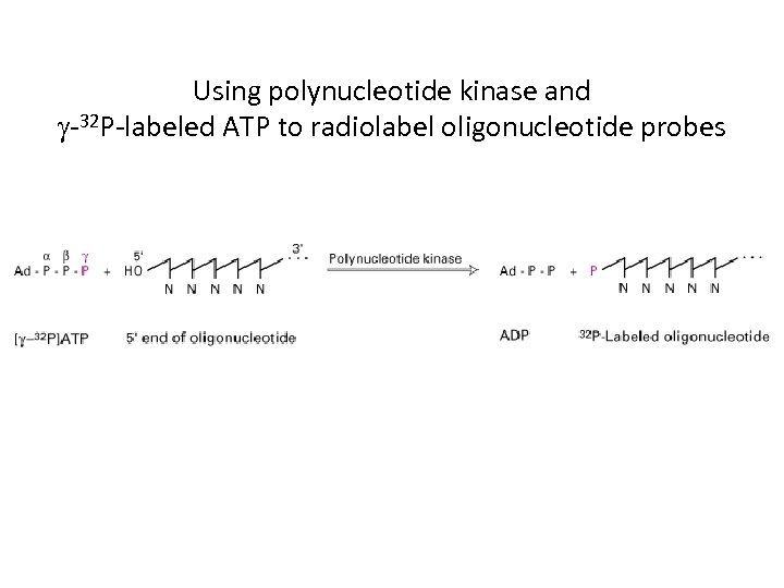 Using polynucleotide kinase and g-32 P-labeled ATP to radiolabel oligonucleotide probes 
