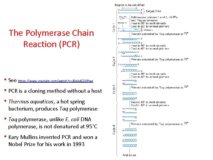 The Polymerase Chain Reaction (PCR) 72° • See https: //www. youtube. com/watch? v=JRAA 4