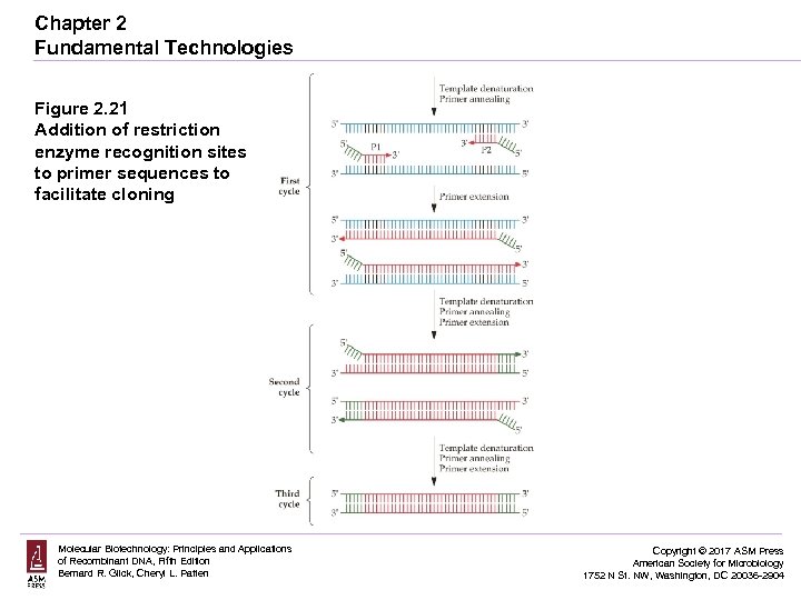 Chapter 2 Fundamental Technologies Figure 2. 21 Addition of restriction enzyme recognition sites to