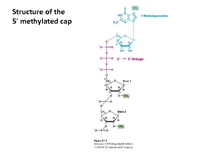 Structure of the 5′ methylated cap 