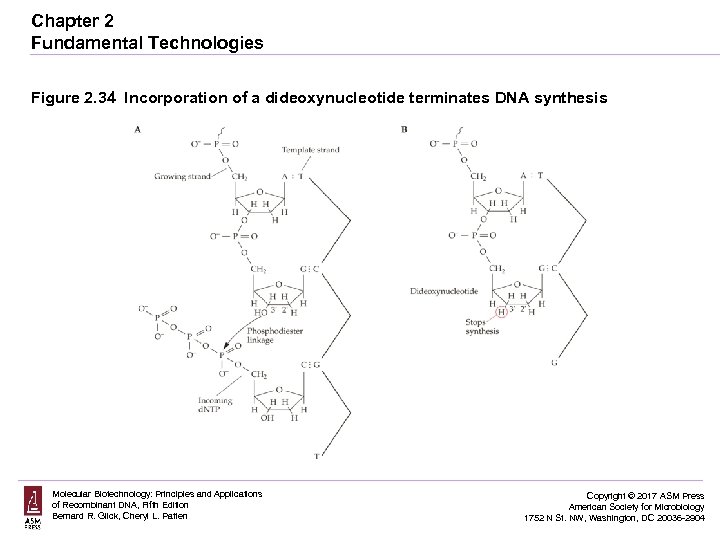 Chapter 2 Fundamental Technologies Figure 2. 34 Incorporation of a dideoxynucleotide terminates DNA synthesis