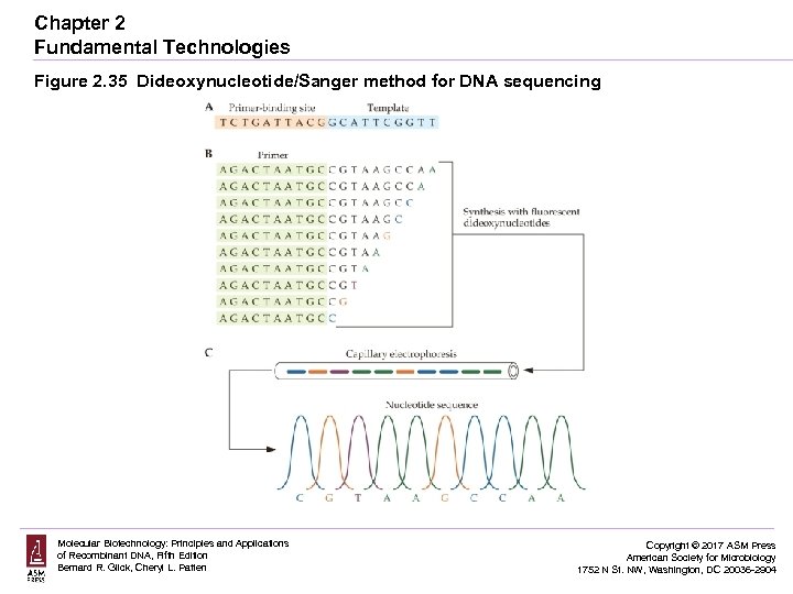 Chapter 2 Fundamental Technologies Figure 2. 35 Dideoxynucleotide/Sanger method for DNA sequencing Molecular Biotechnology: