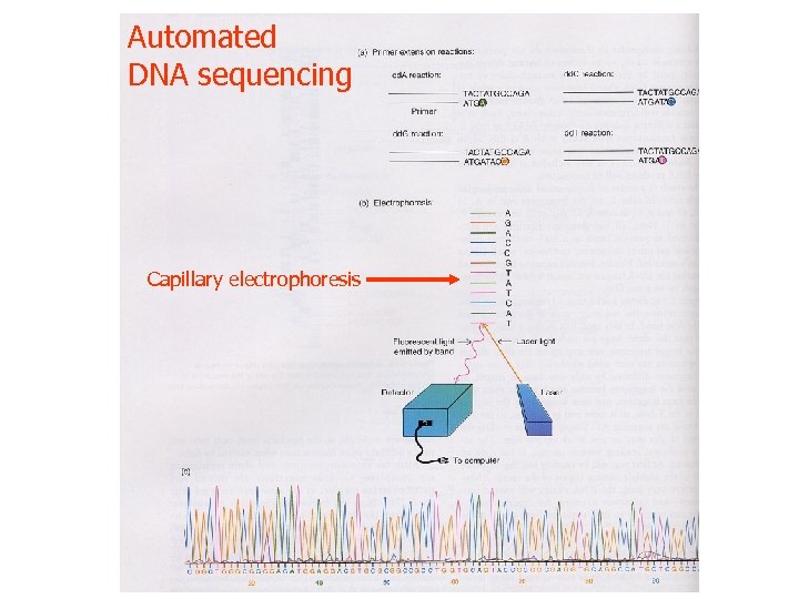 Automated DNA sequencing Capillary electrophoresis 