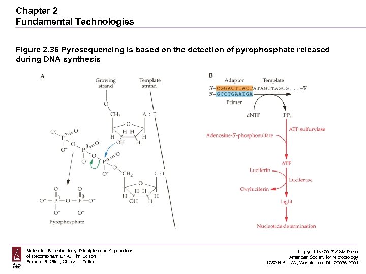 Chapter 2 Fundamental Technologies Figure 2. 36 Pyrosequencing is based on the detection of