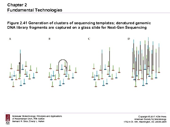 Chapter 2 Fundamental Technologies Figure 2. 41 Generation of clusters of sequencing templates; denatured