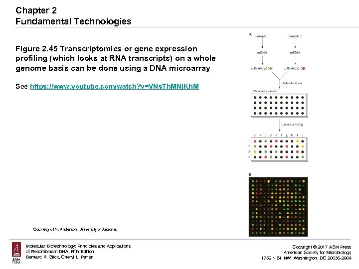 Chapter 2 Fundamental Technologies Figure 2. 45 Transcriptomics or gene expression profiling (which looks