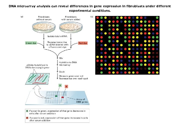 DNA microarray analysis can reveal differences in gene expression in fibroblasts under different experimental