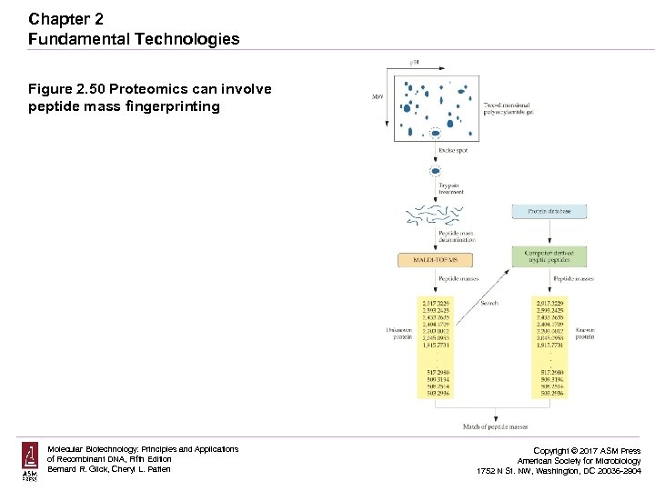 Chapter 2 Fundamental Technologies Figure 2. 50 Proteomics can involve peptide mass fingerprinting Molecular