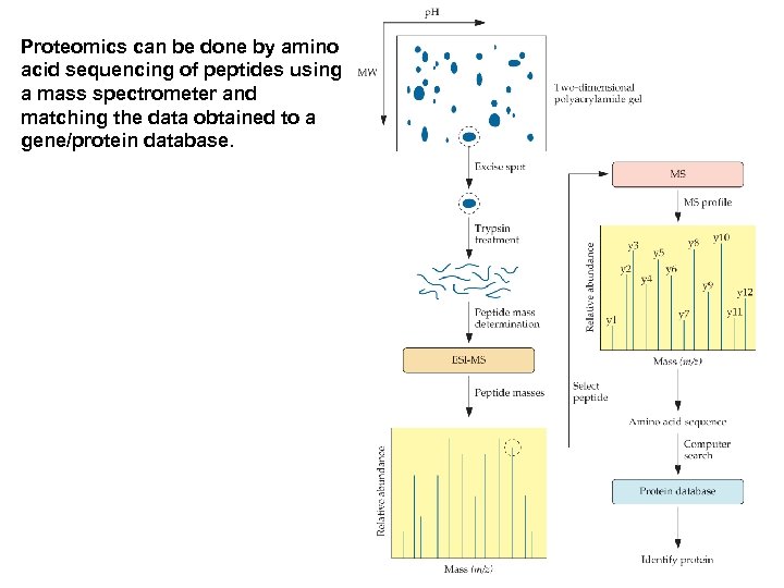 Proteomics can be done by amino acid sequencing of peptides using a mass spectrometer