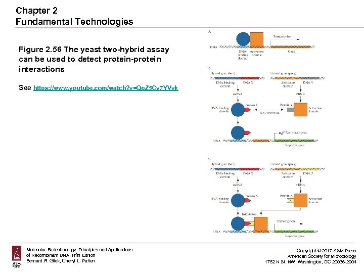 Chapter 2 Fundamental Technologies Figure 2. 56 The yeast two-hybrid assay can be used
