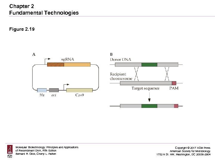 Chapter 2 Fundamental Technologies Figure 2. 19 Molecular Biotechnology: Principles and Applications of Recombinant