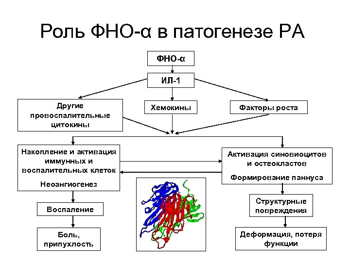 Роль ФНО-α в патогенезе РА ФНО-α ИЛ-1 Другие провоспалительные цитокины Накопление и активация иммунных