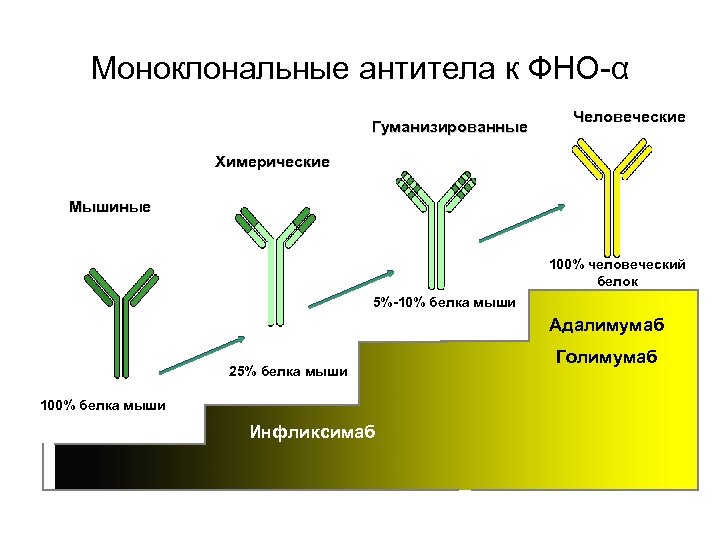 Моноклональные антитела к ФНО-α Гуманизированные Человеческие Химерические Мышиные 100% человеческий белок 5%-10% белка мыши