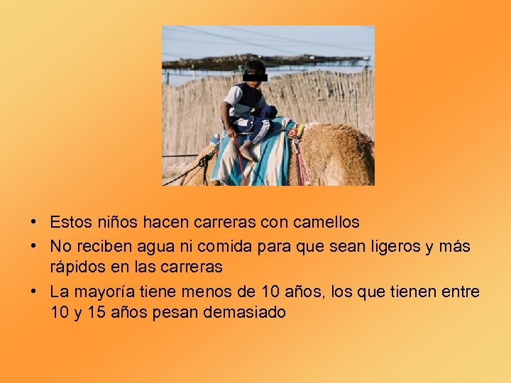  • Estos niños hacen carreras con camellos • No reciben agua ni comida