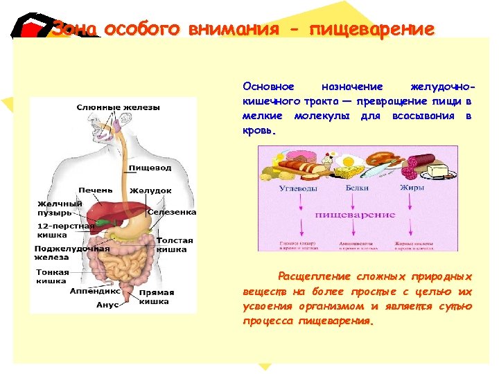 Зона особого внимания - пищеварение Основное назначение желудочнокишечного тракта — превращение пищи в мелкие