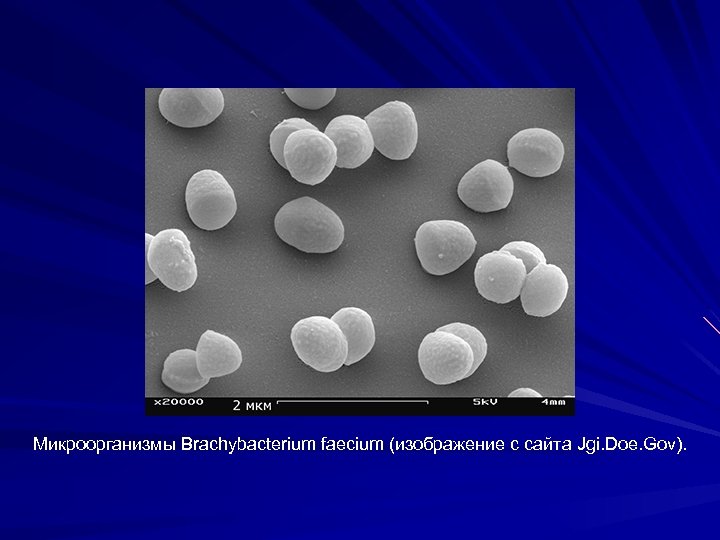 Микроорганизмы Brachybacterium faecium (изображение с сайта Jgi. Doe. Gov). 