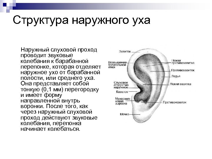 Воздух заполняет наружное ухо. Состав наружного уха. Особенности строения наружного уха. Состав и строение наружного уха.