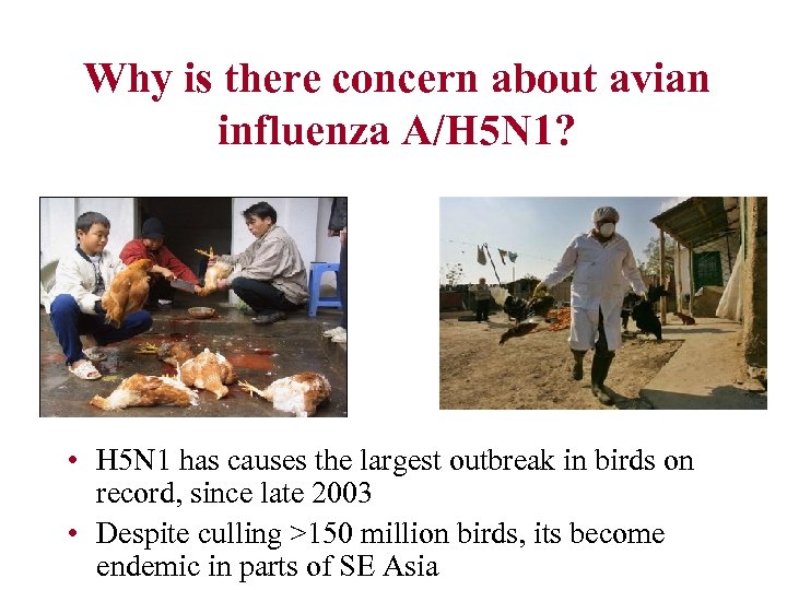 Why is there concern about avian influenza A/H 5 N 1? • H 5