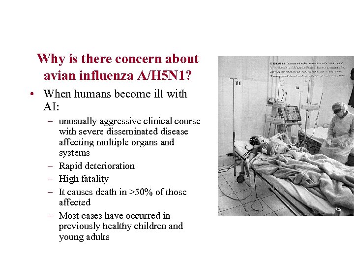 Why is there concern about avian influenza A/H 5 N 1? • When humans