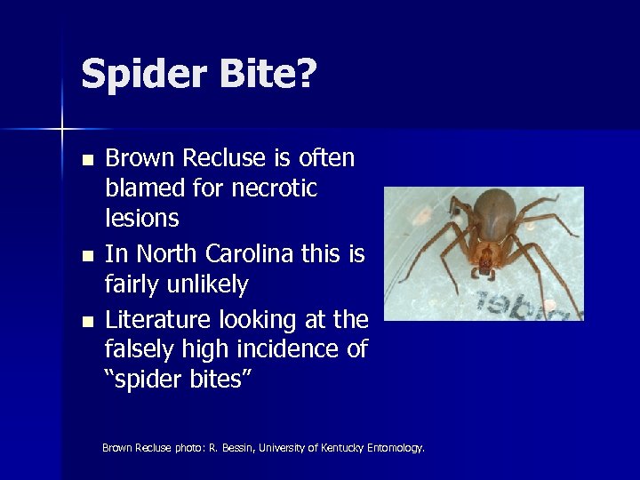 Spider Bite? n n n Brown Recluse is often blamed for necrotic lesions In