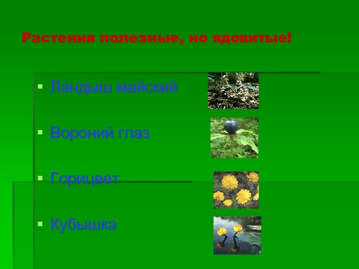 Растения полезные, но ядовитые! § Ландыш майский § Вороний глаз § Горицвет § Кубышка