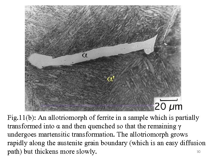 Fig. 11(b): An allotriomorph of ferrite in a sample which is partially transformed into