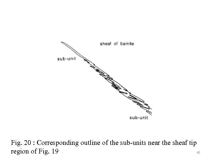 Fig. 20 : Corresponding outline of the sub-units near the sheaf tip region of
