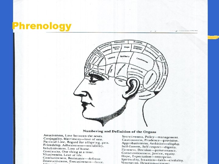 Phrenology 