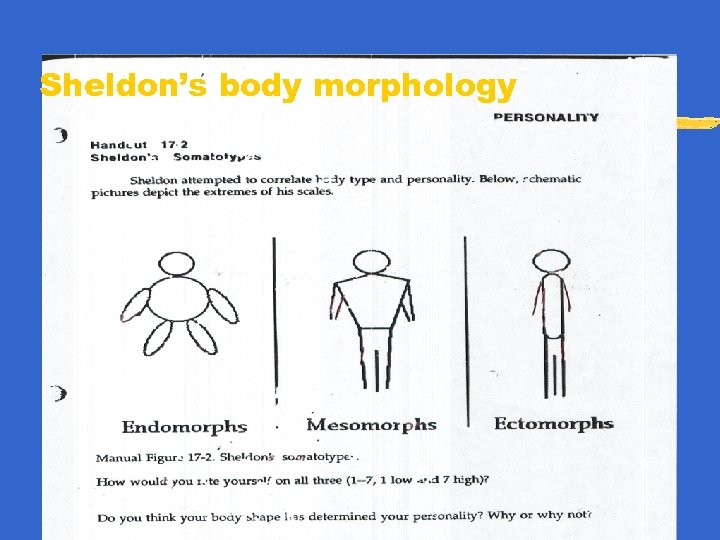 Sheldon’s body morphology 