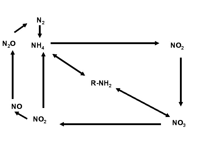 N 2 N 2 O NH 4 NO 2 R-NH 2 NO NO 2