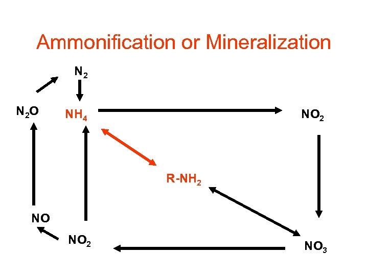 Ammonification or Mineralization N 2 O NH 4 NO 2 R-NH 2 NO NO