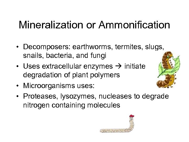 Mineralization or Ammonification • Decomposers: earthworms, termites, slugs, snails, bacteria, and fungi • Uses