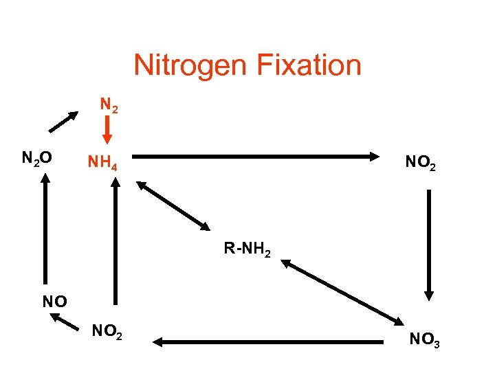 Nitrogen Fixation N 2 O NH 4 NO 2 R-NH 2 NO NO 2