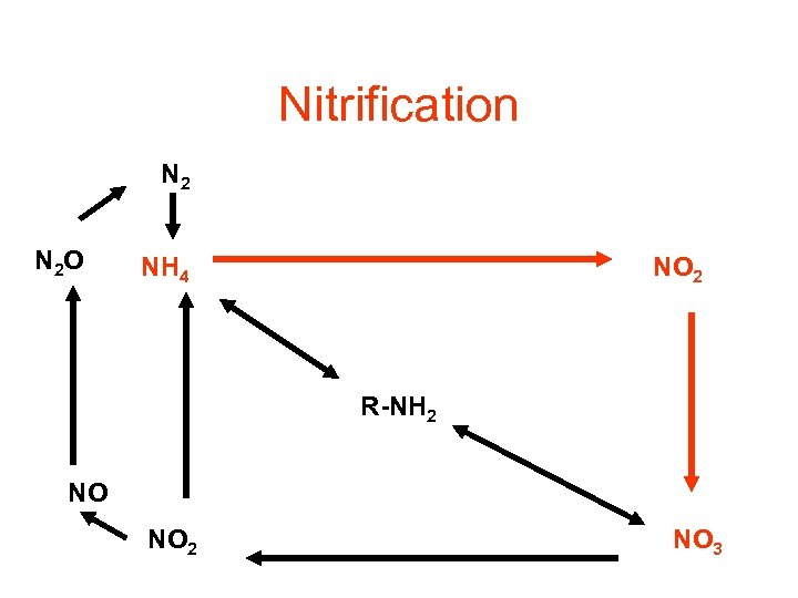 Nitrification N 2 O NH 4 NO 2 R-NH 2 NO NO 2 NO