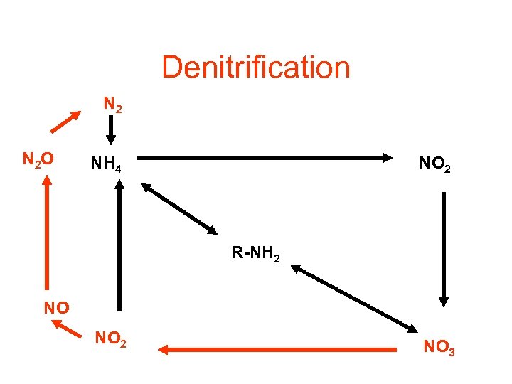 Denitrification N 2 O NH 4 NO 2 R-NH 2 NO NO 2 NO