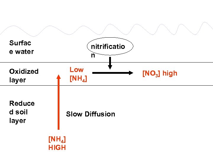 Surfac e water nitrificatio n Low [NH 4] Oxidized layer Reduce d soil layer