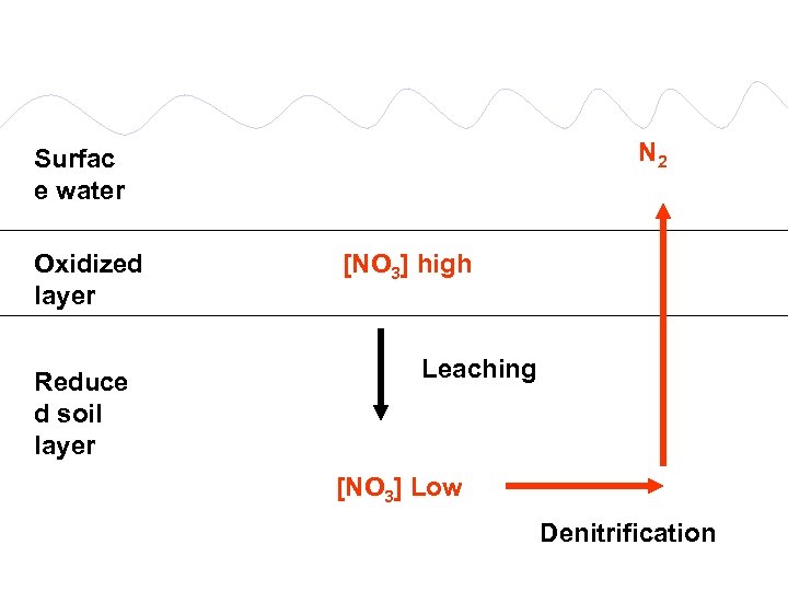 N 2 Surfac e water Oxidized layer Reduce d soil layer [NO 3] high