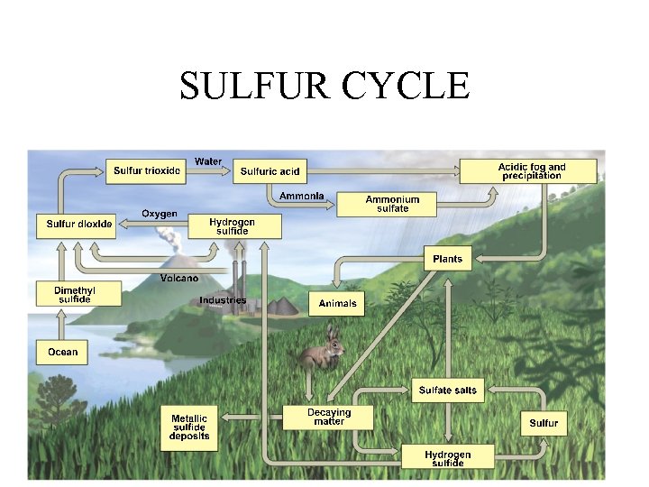 SULFUR CYCLE 