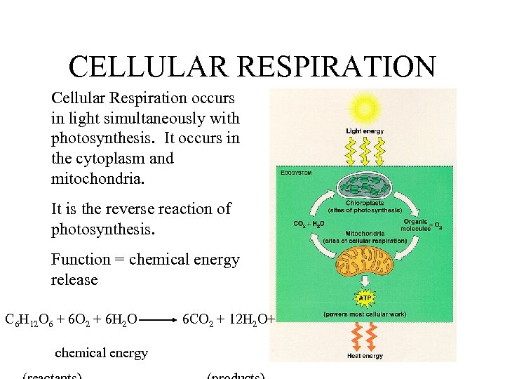 CELLULAR RESPIRATION Cellular Respiration occurs in light simultaneously with photosynthesis. It occurs in the