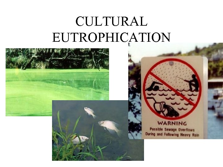 CULTURAL EUTROPHICATION 