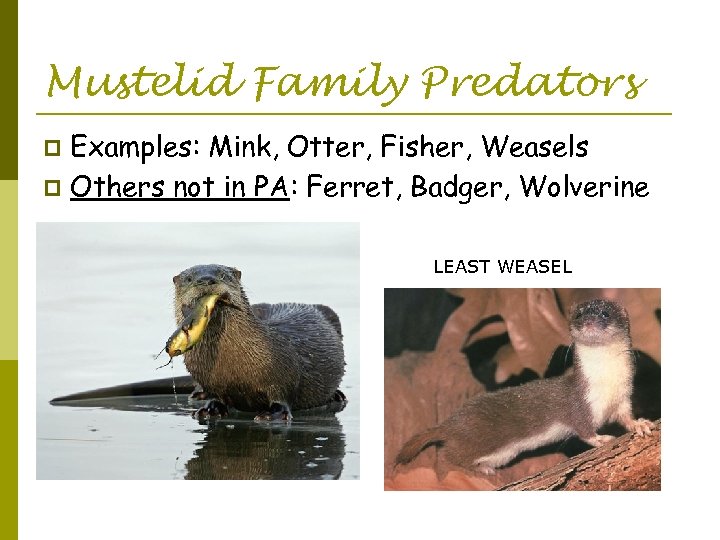 Mustelid Family Predators Examples: Mink, Otter, Fisher, Weasels p Others not in PA: Ferret,